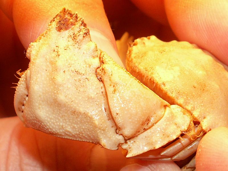 Calappa pelii 15.JPG